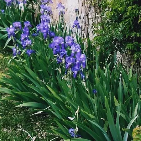 Baia, Charmante Maison Avec Jardin Flagy (Seine-et-Marne)